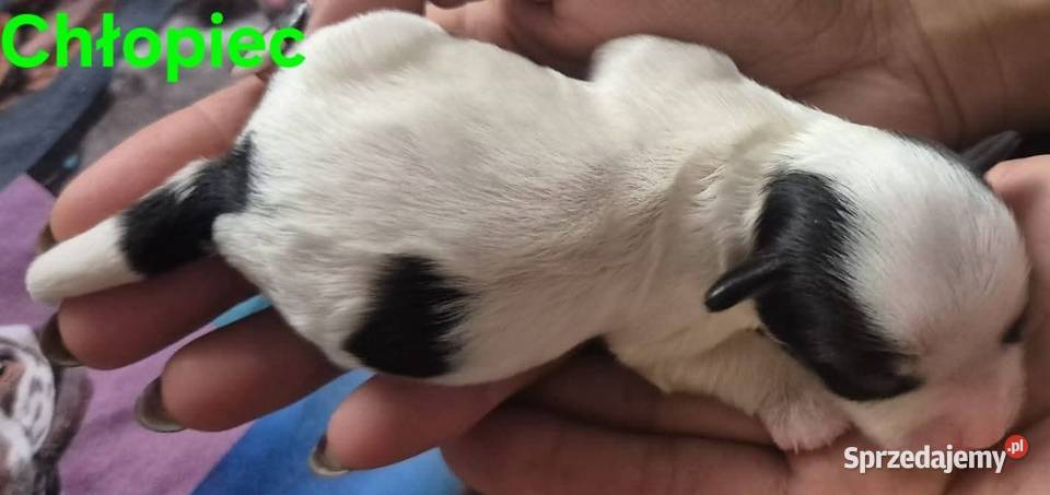 Do Rezerwacji Szczenięta Morkie Zwierzęta Konin