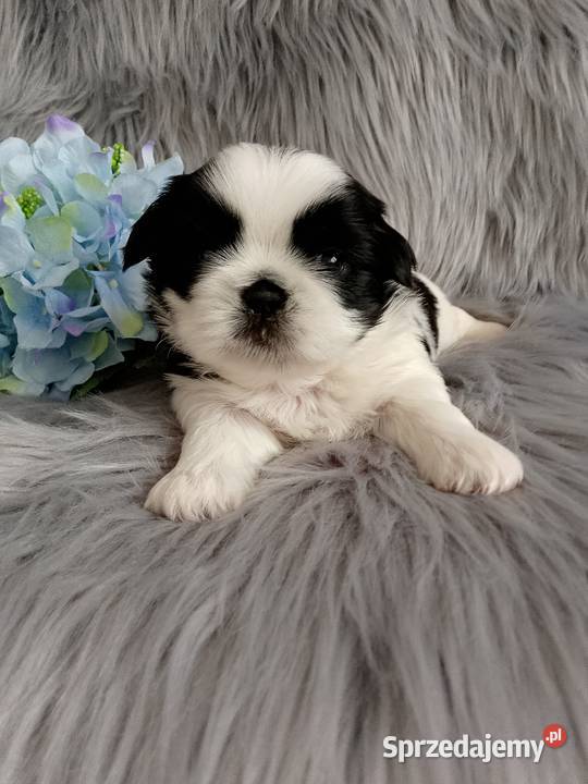 Śliczny piesek rasy shih tzu Shih Tzu wielkopolskie Kępno