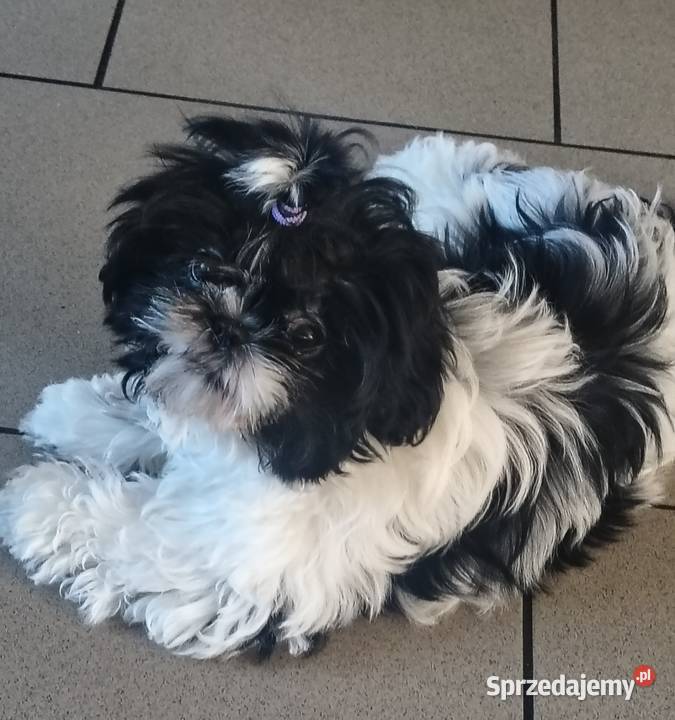 Szczeniak shihtzu Lubowidz sprzedam