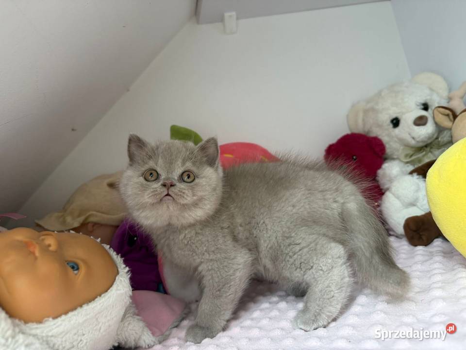 Piękny liliowy kocurek z legalnej hodowli Perła Dąbrowa Górnicza