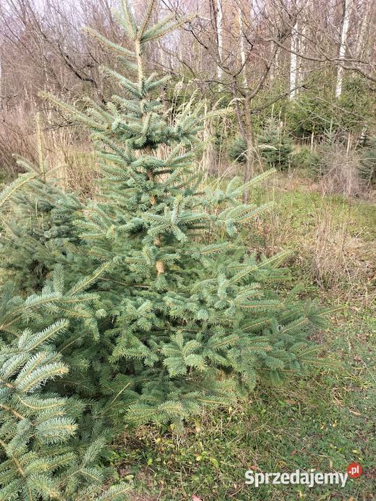 Choinki świąteczne świerk srebrny Pozostałe Ryki