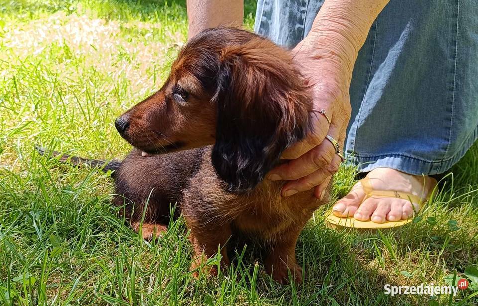 Jamniki dlugowlose miniaturowe sprzedaz Sieradz