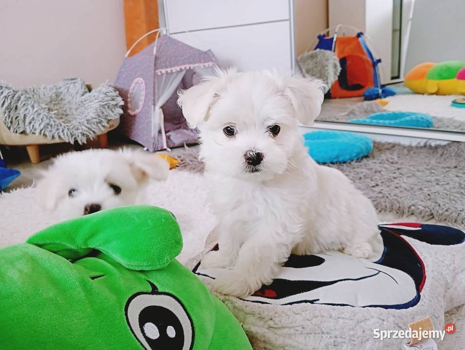 Maltańczyk szczenię piesek Maltańczyk Racibórz