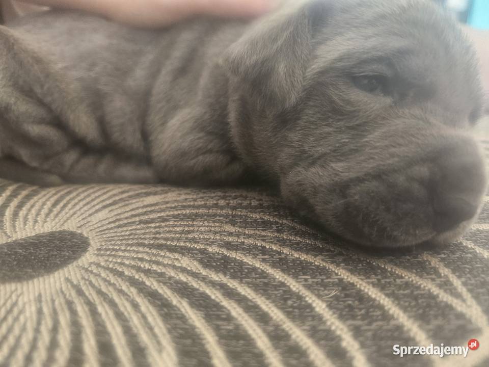 Szczenięta Cane Corso łódzkie Łubno