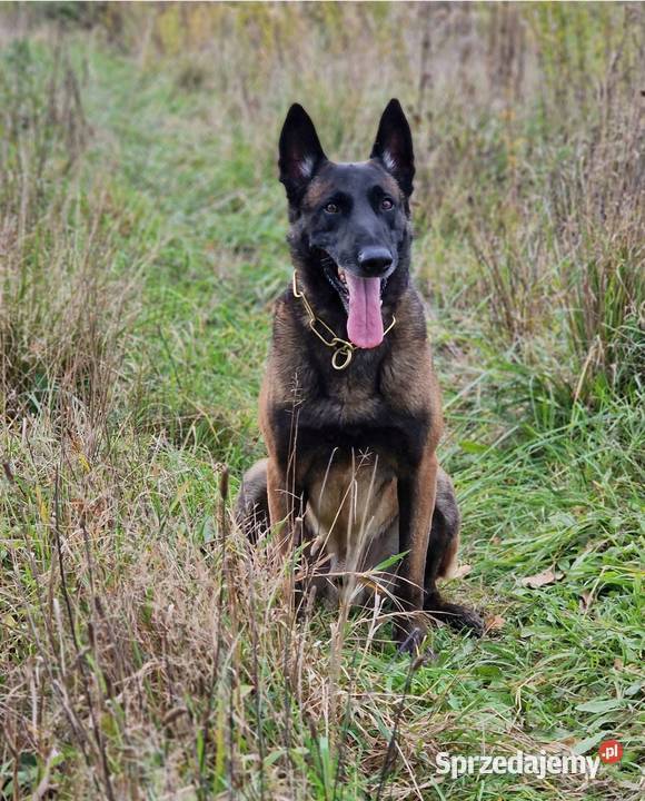 Owczarek belgijski Malinois FCI Zapowiedz miotu Nowy Sącz