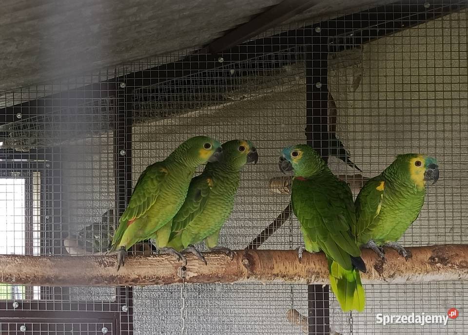 Sprzedam papugi Amazonki niebieskoczelne Amazona