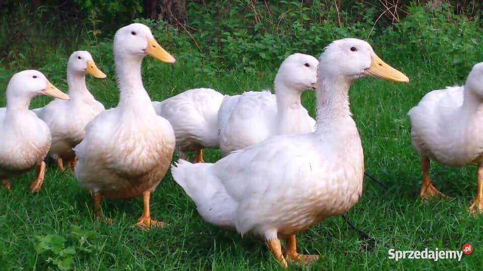 Duże kaczki kaczka Recz