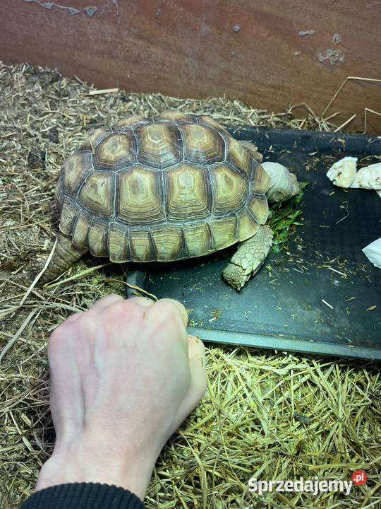 Zółw pustnyy żółw lądowy centrochelys sulcata małopolskie