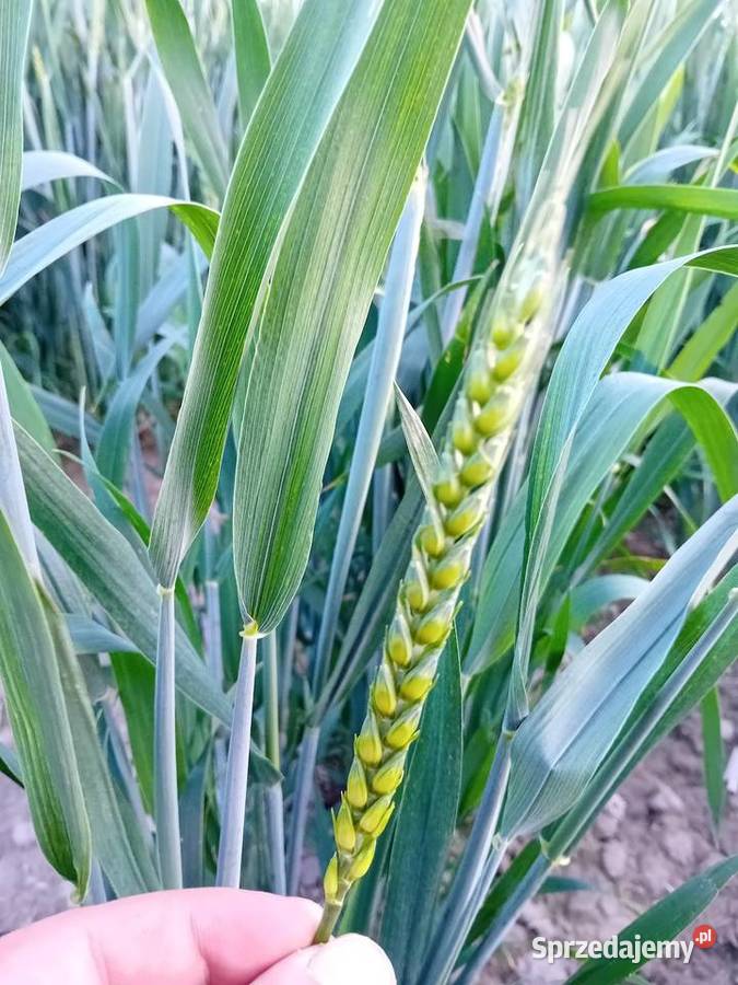 Pszenica ozima Pallas centrali lubelskie Jadwisin