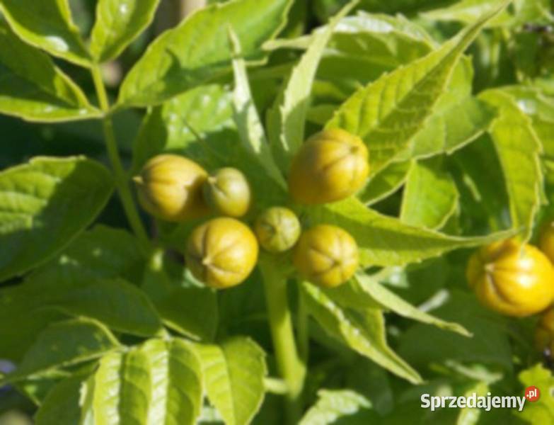 MILIN AMERYKAŃSKI Flava Golden Trumpet sadzonki kujawsko-pomorskie Ustronie sprzedam