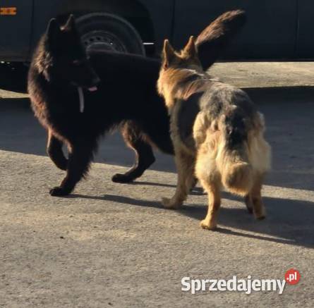 Na sprzedaż szczeniak Owczarek Niemiecki Owczarek Grudziądz