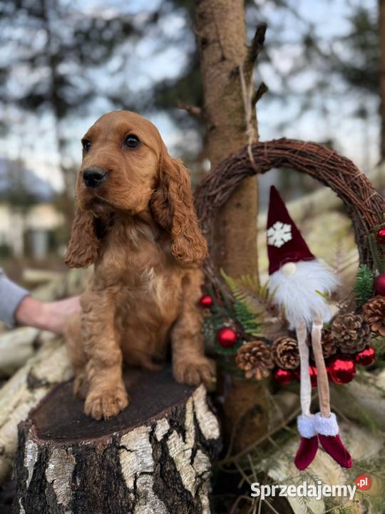 Cocker Spaniel Angielski piesek złoty z Cocker Spaniel Zakopane