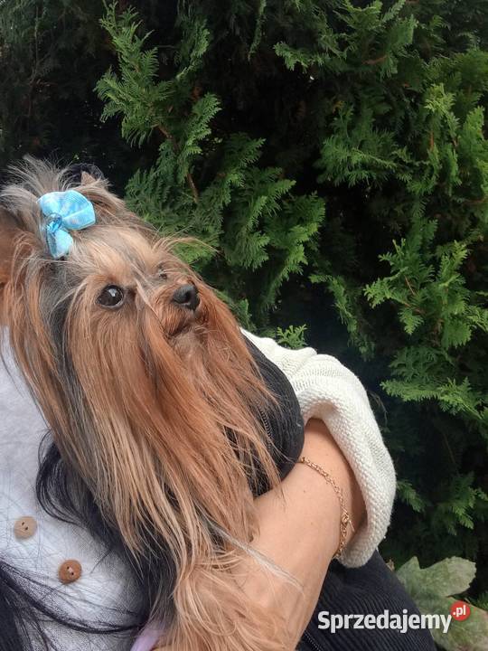 Yorkshire terrier śląskie Siedlec Duży