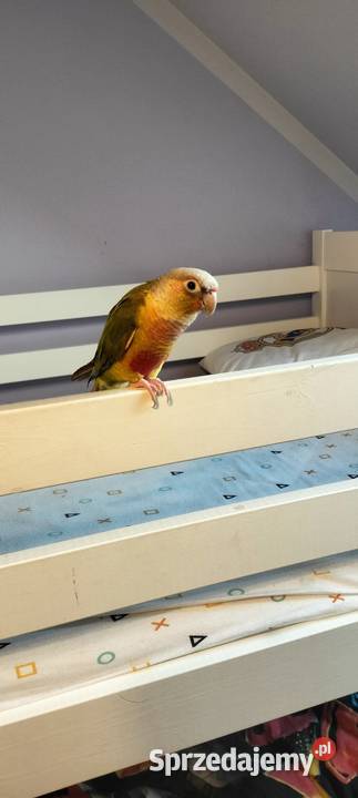 Rudosterka zielonolica Ptaki sprzedam