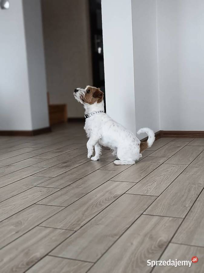 Reproduktor Jack Russell terrier śląskie Częstochowa