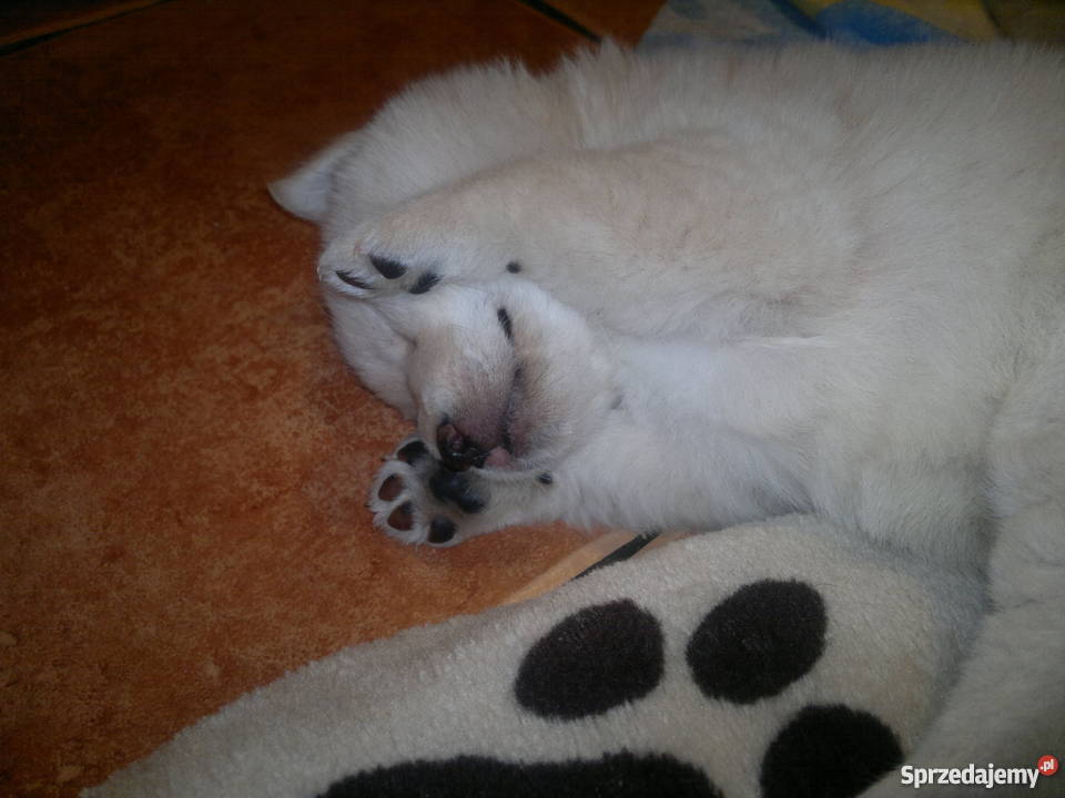 oddam w ręce Psy zachodniopomorskie Pyrzyce