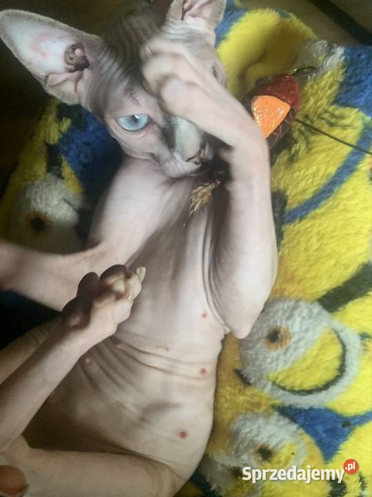 Sfinks Kanadyjski Do odbioru koteczka Rodowód Leszno