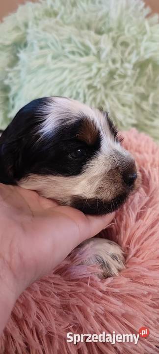 Szczenięta cocker spaniel angielski blue roan sprzedam