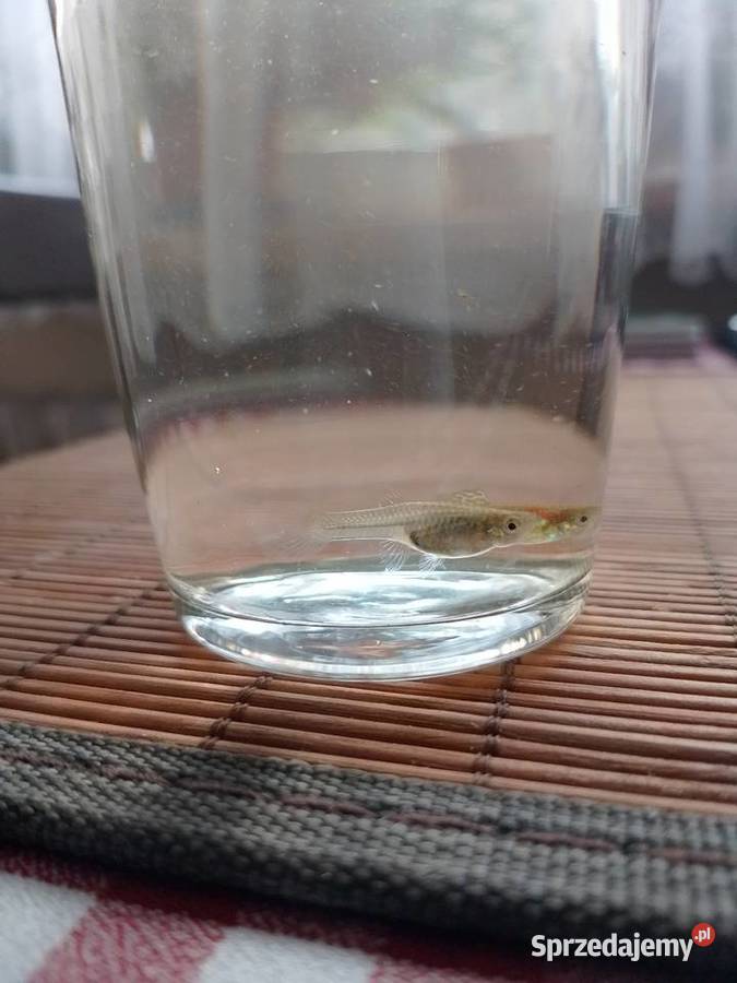 Gupiki endlera Wrocław