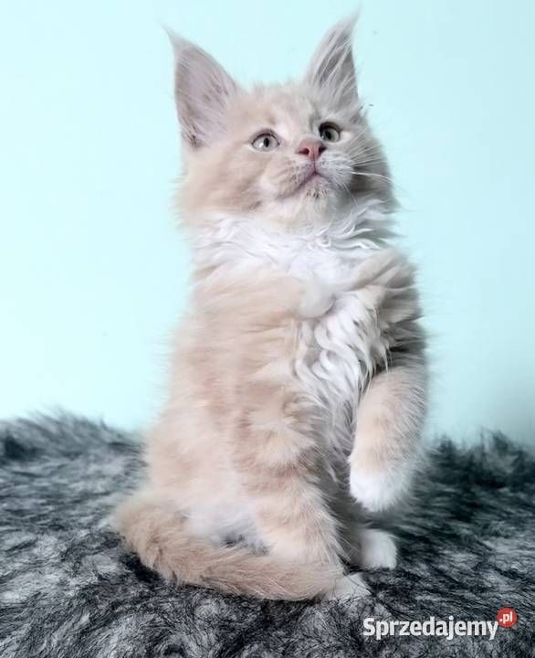 Maine Coon Śliczne kocięta dolnośląskie Wińsko