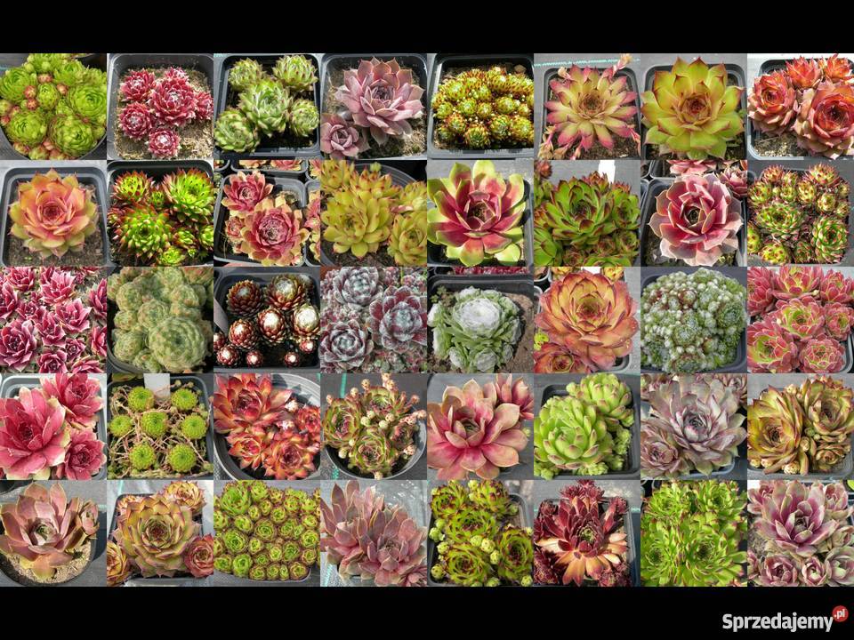 ROJNIKI Sempervivum 40 Odmian Toporów