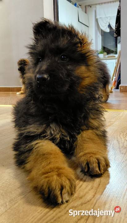Szczenięta Owczarek Niemiecki Długowłosy kujawsko-pomorskie Grzęby