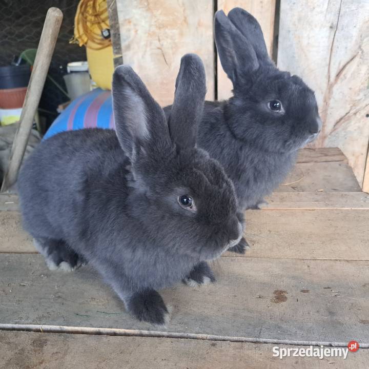 Sprzedam króliki rasowe hodowlane tuszki Dubiecko