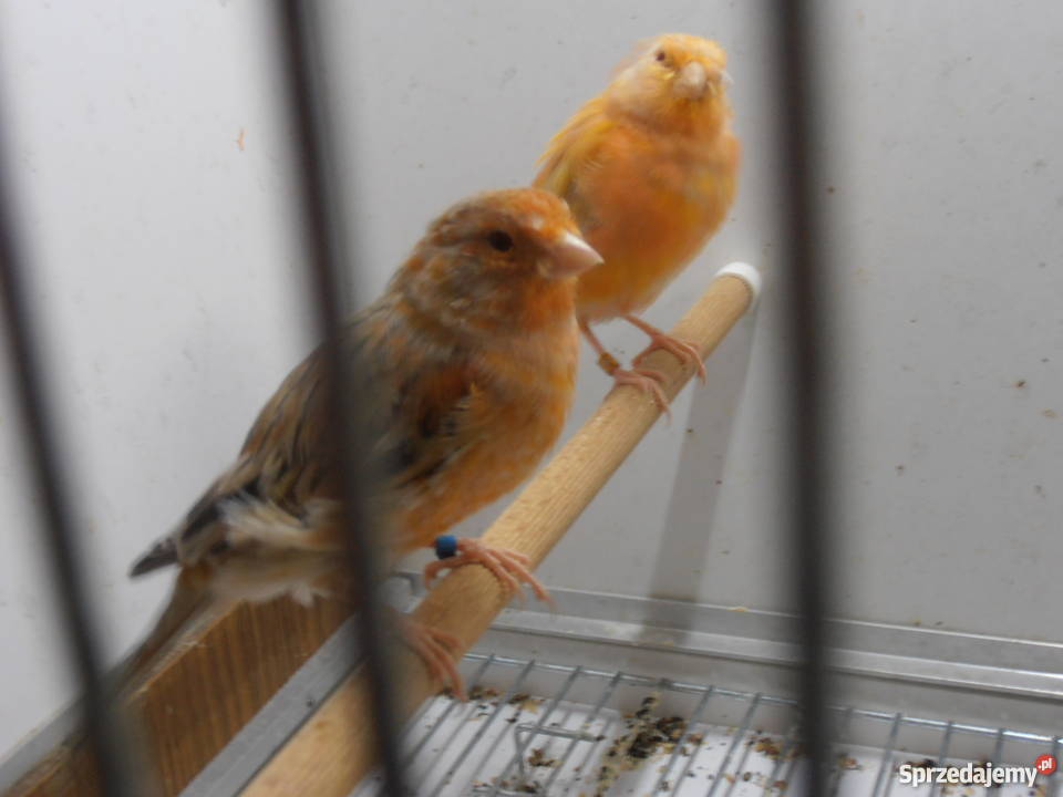 Sprzedam młode kanarki z 2017 roku Warszawa