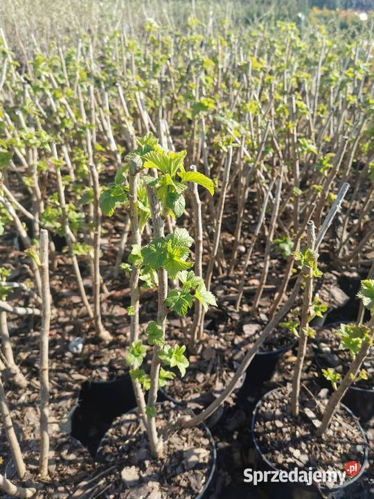 Porzeczka różne odmiany Chrzanowo-Bronisze sprzedam