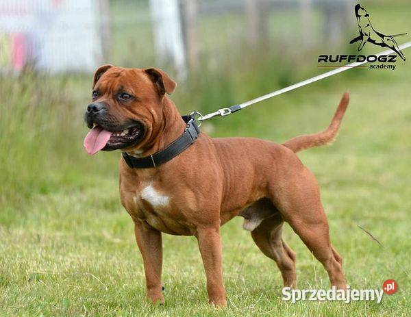 Szczeniaki Staffordshire Bull Terrier Brodnica