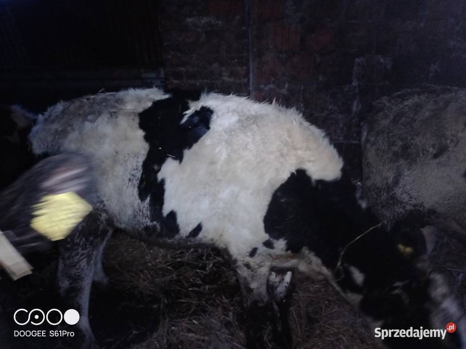 Jałówki hf Tychy sprzedam