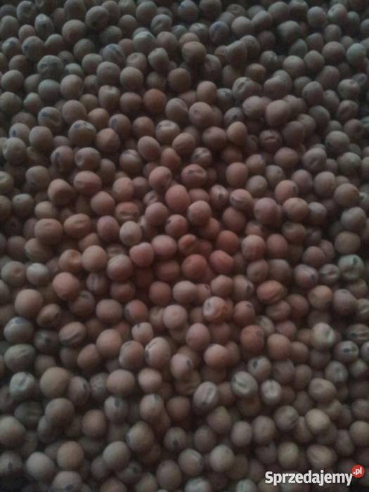 Peluszka Milwa do siewu Kępa Lubawska