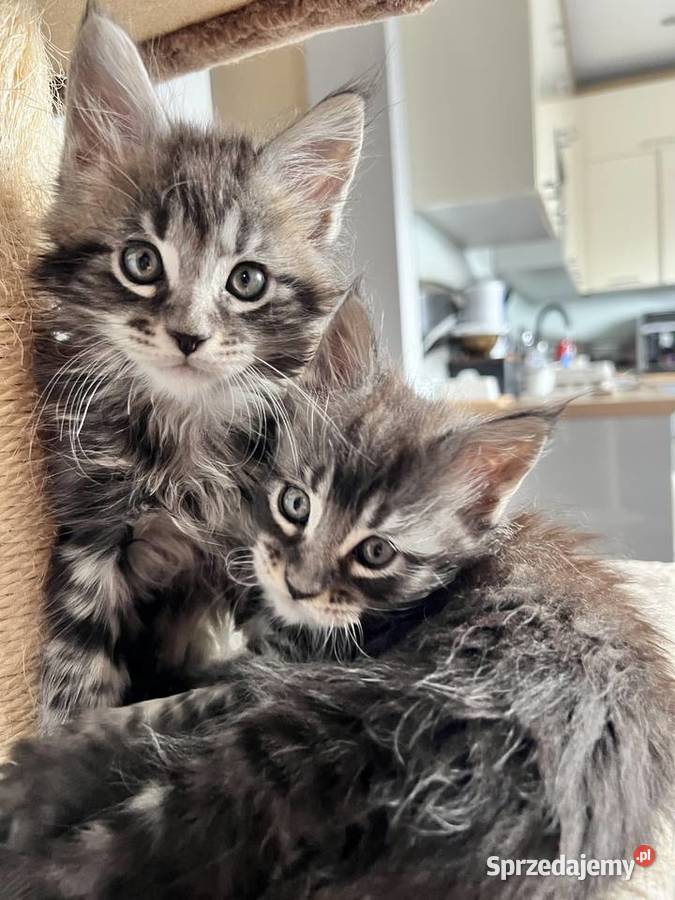 Kocięta Maine Coon Szczekociny