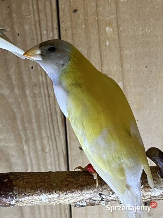 Amadyna wspaniała samiec 2025 r Ruda Śląska