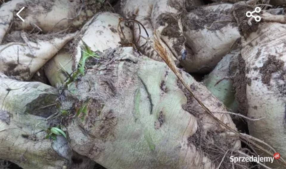 Buraki pastewne Podborcze sprzedam