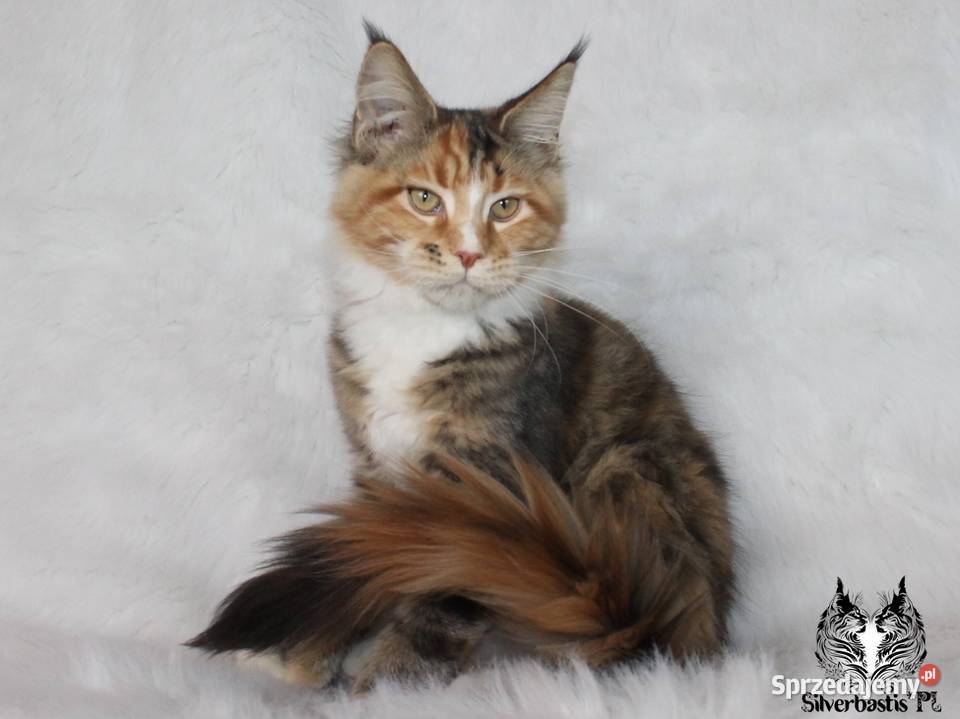 Kocięta Maine Coon kociego behawiorysty Maine Coon Nowa Ruda sprzedam