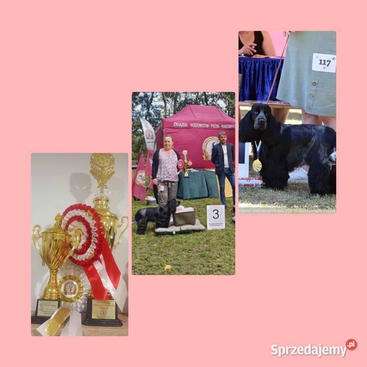 Cocker spaniel angielski Krzyżanów sprzedam
