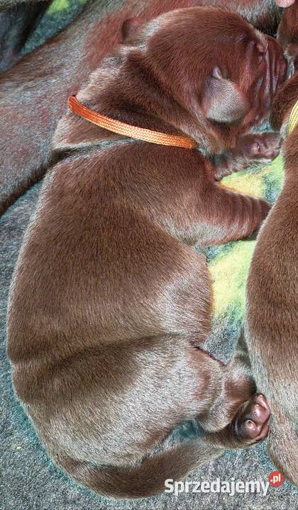 Labrador Retriever ZKwPFCI czekoladowe Szczawin