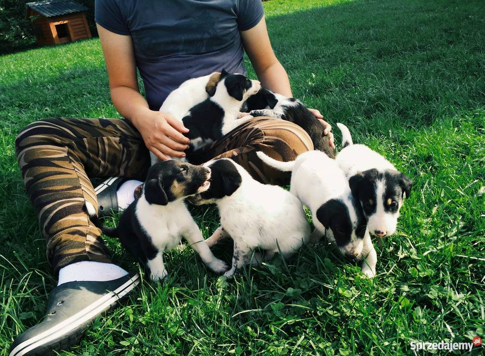 ODDAM mieszańce Owczarka Collie i Dalmatynki Kamienica