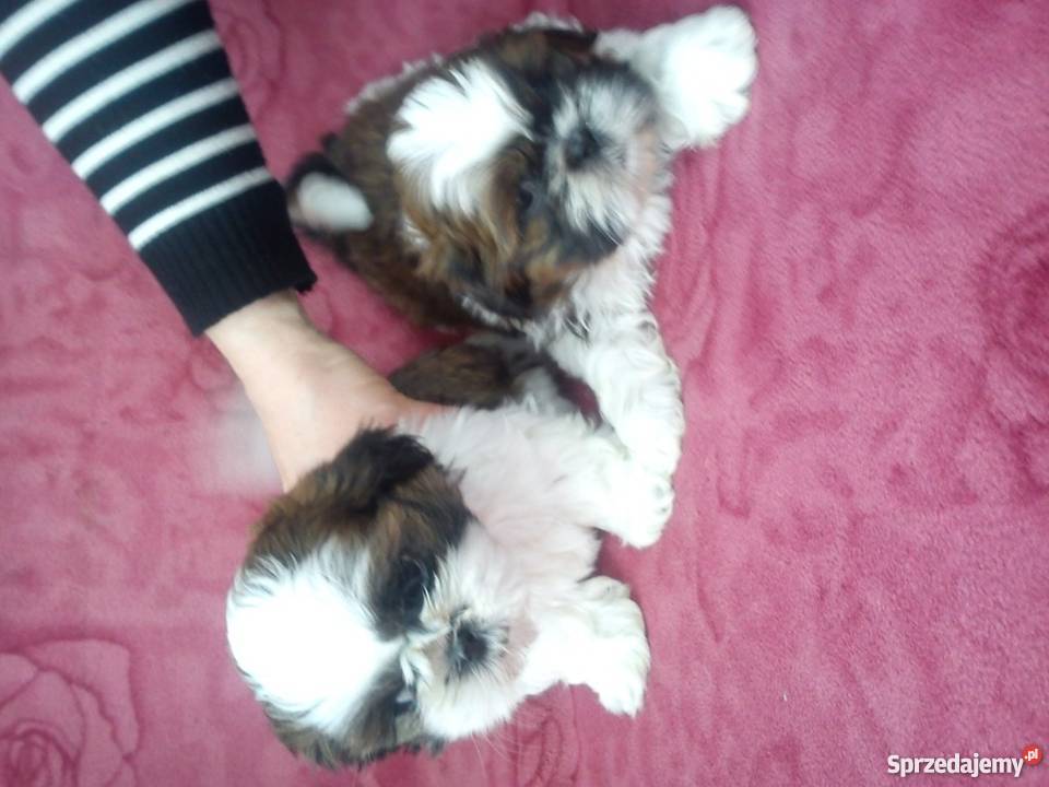 szczeniaki Shih tzu Krosno