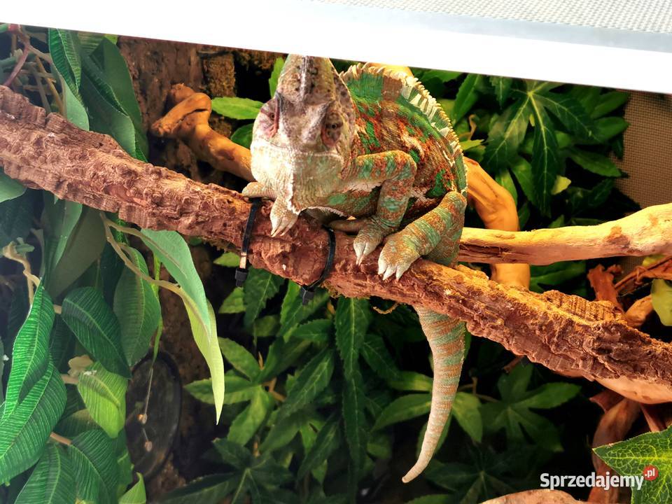 Kameleon jemeński z terrarium i wyposażeniem śląskie Jaworzno