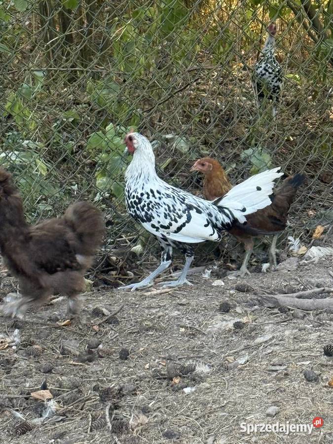 Koguty rasy Hamburg