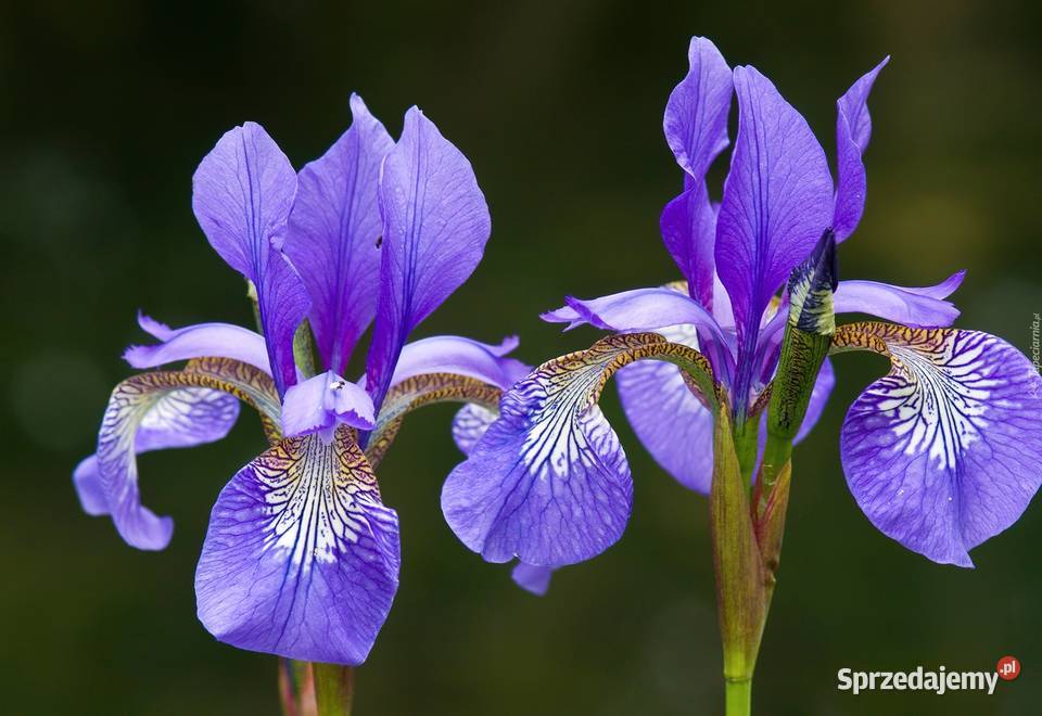 Irysy kosacieckępa z 20 sadzonek sadzonek z Gdynia sprzedam