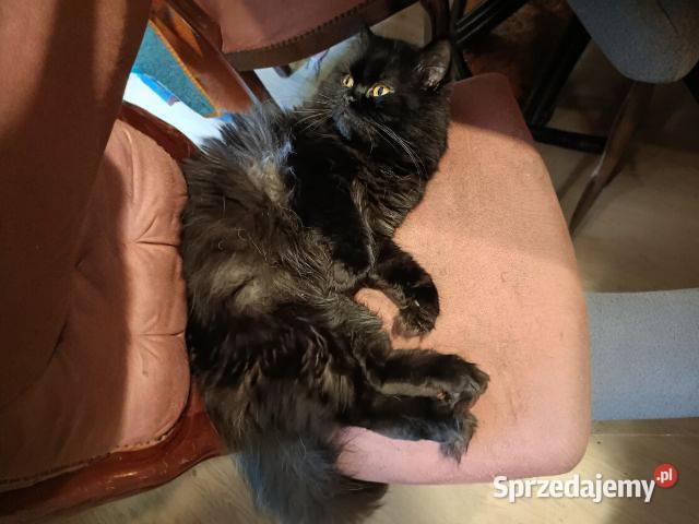 Kotek perski z rodowodem Gliwice