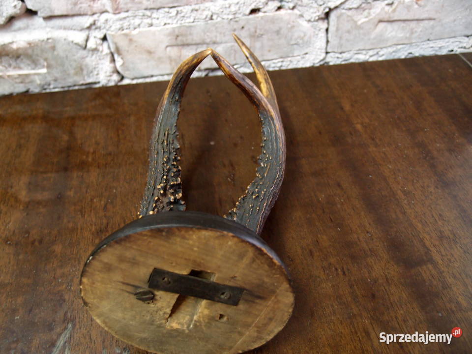 Poroże na drewnianej podstawie wys 24 Łódź