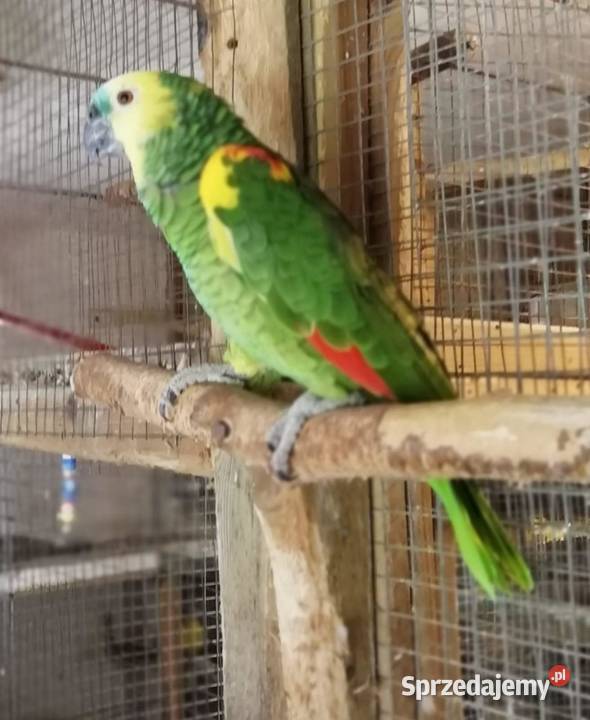 Sprzedaż Amazonki Niebieskoczelne para wielkopolskie Szamotuły