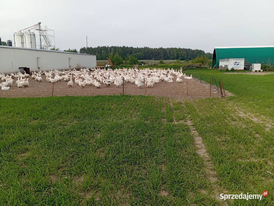 Wynajmę sprzedam kurnik 950m2 silosy paszociąg Osiecza Pierwsza sprzedam