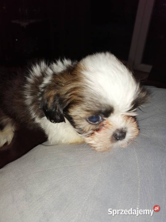 Piękne miniaturowe shih tzu Łomża