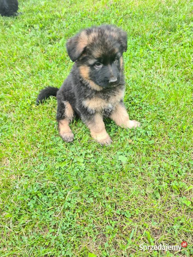 Owczarek Niemiecki Długowłosy Zwierzęta Bachórzec