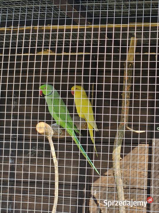 Papugi aleksandrety księżniczki Walii Pionki sprzedam